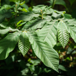 Asimina triloba Overleese