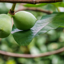 Asimina triloba Prima