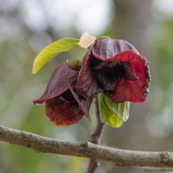 Asimina triloba Prima