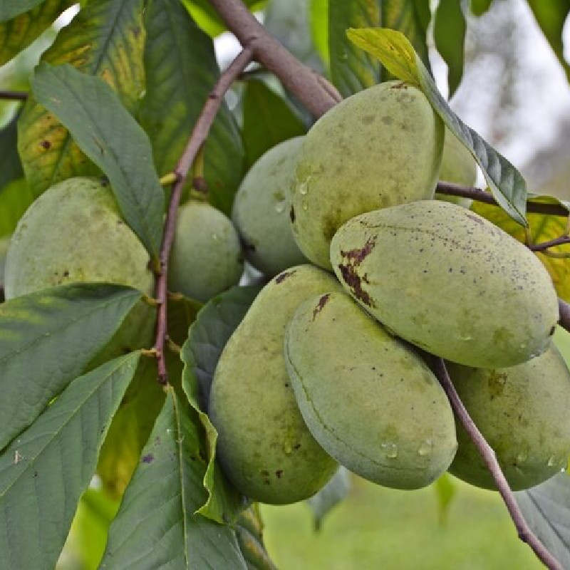 Asimina triloba Sunflower