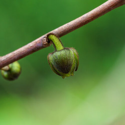 Asimina triloba Sunflower