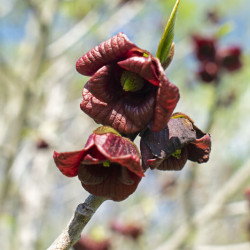 Asimina triloba Sunflower