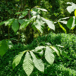 Asimina triloba Sunflower