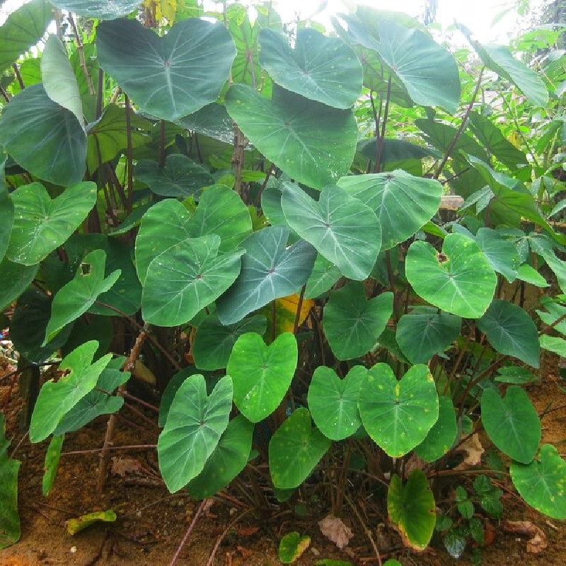 Colocasia esculenta Pink China