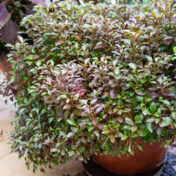 Coprosma Evening Glow