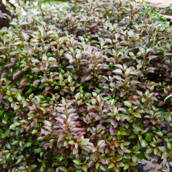 Coprosma Evening Glow