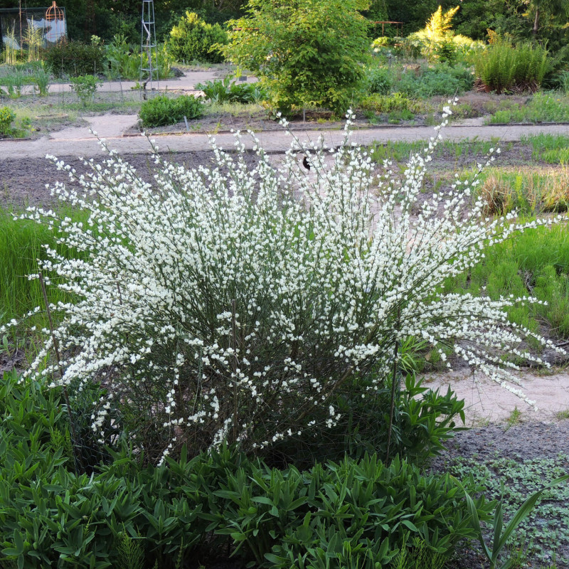 Cytisus praecox White Lion