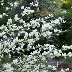 Cytisus praecox White Lion