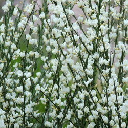 Cytisus praecox White Lion