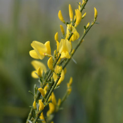 Cytisus praecox Allgold