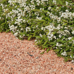 Deutzia crenata Nikko