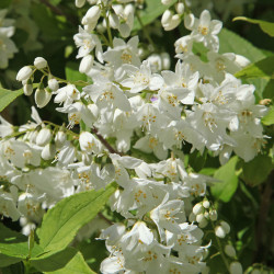 Deutzia crenata Nikko