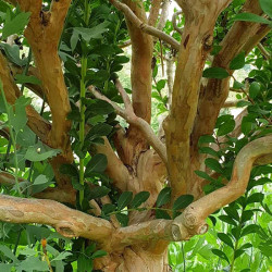 Lagerstroemia indica Cordon Bleu