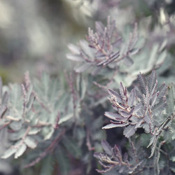 Acacia baileyana Purpurea