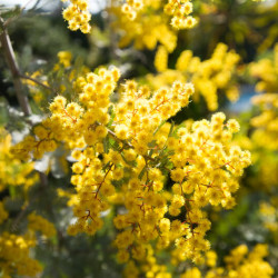 Acacia baileyana Purpurea