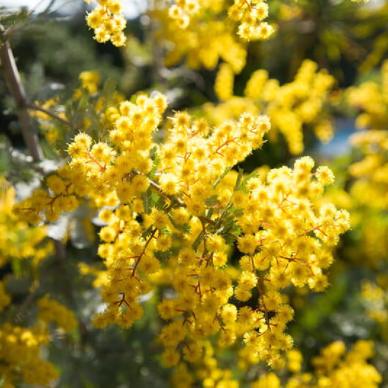 Acacia baileyana Purpurea