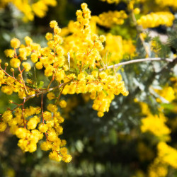 Acacia baileyana Purpurea