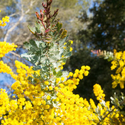 Acacia baileyana Purpurea