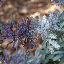 Acacia baileyana Purpurea