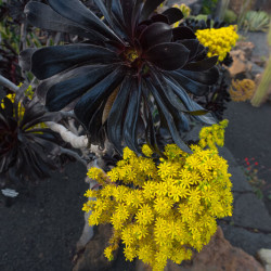 Aeonium arboreum ‘Atropurpureum‘ - Aéonium pourpre