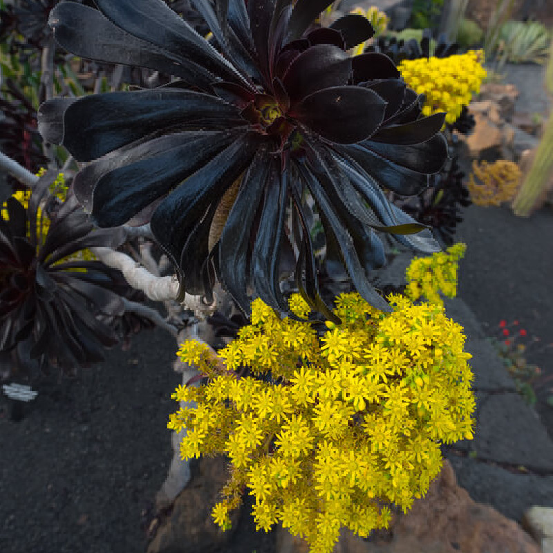 Aeonium arboreum ‘Atropurpureum‘ - Aéonium pourpre