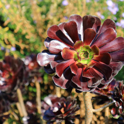 Aeonium arboreum ‘Atropurpureum‘ - Aéonium pourpre