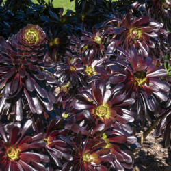 Aeonium arboreum ‘Atropurpureum‘ - Aéonium pourpre