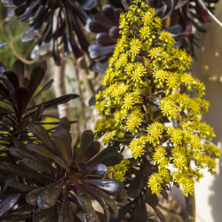 Aeonium arboreum ‘Atropurpureum‘ - Aéonium pourpre