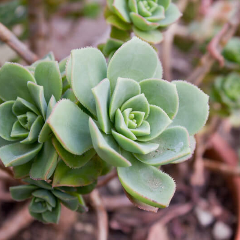 Aeonium haworthii