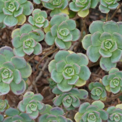 Aeonium haworthii