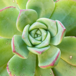 Aeonium haworthii