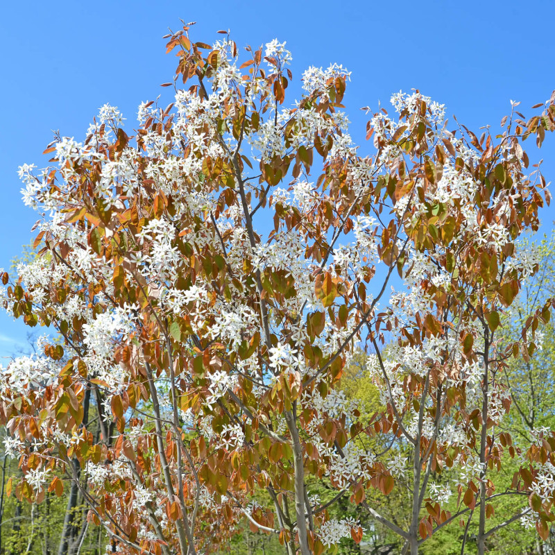 Amelanchier canadensis - Amélanchier du Canada