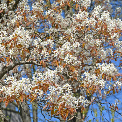 Amelanchier canadensis