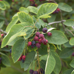 Amelanchier canadensis