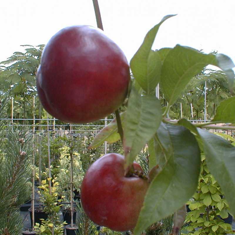 Prunus persica var. nucipersica ‘Morton’