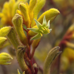 Anigozanthos flavidus Landscape Gold