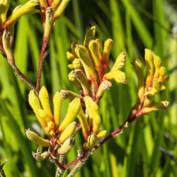 Anigozanthos flavidus Landscape Gold