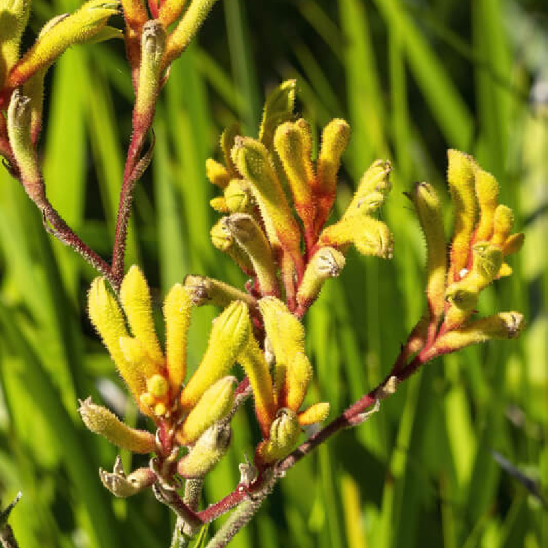 Anigozanthos Landscape Gold - Patte de kangourou