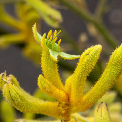 Anigozanthos flavidus Landscape Gold