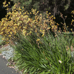 Anigozanthos flavidus Landscape Gold