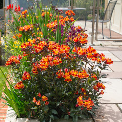 Alstroemeria Indian Summer