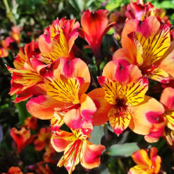 Alstroemeria Indian Summer