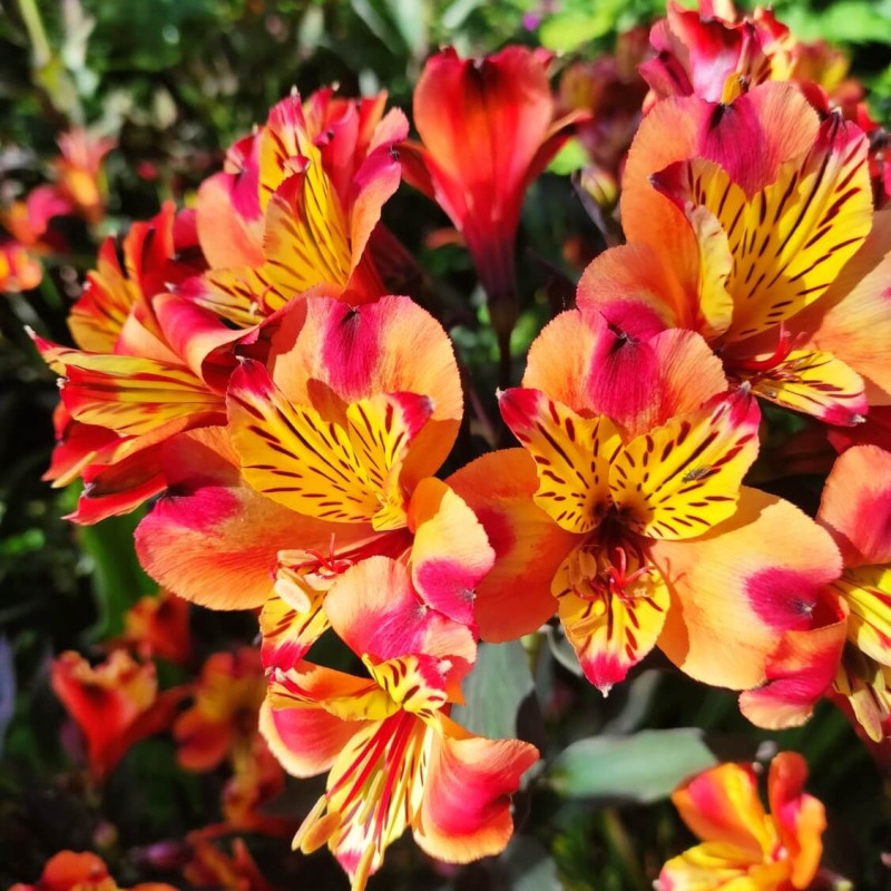 Alstroemeria Indian Summer