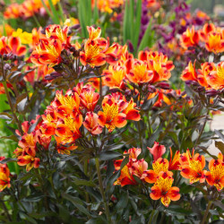 Alstroemeria Indian Summer