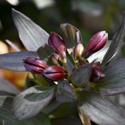 Alstroemeria Indian Summer