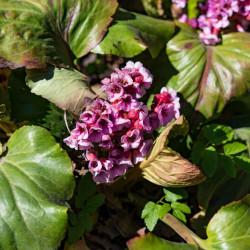 Bergenia Bartok