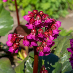 Bergenia Bartok