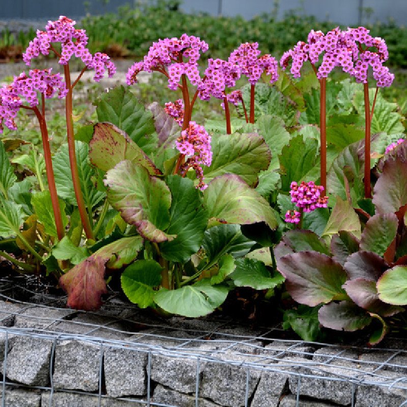 Bergenia Bartok