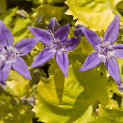 Campanula garganica ‘Dickson's Gold’ - Campanule étoilée