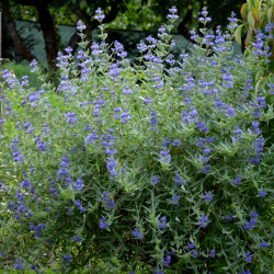 Caryopteris clandonensis Heavenly Blue